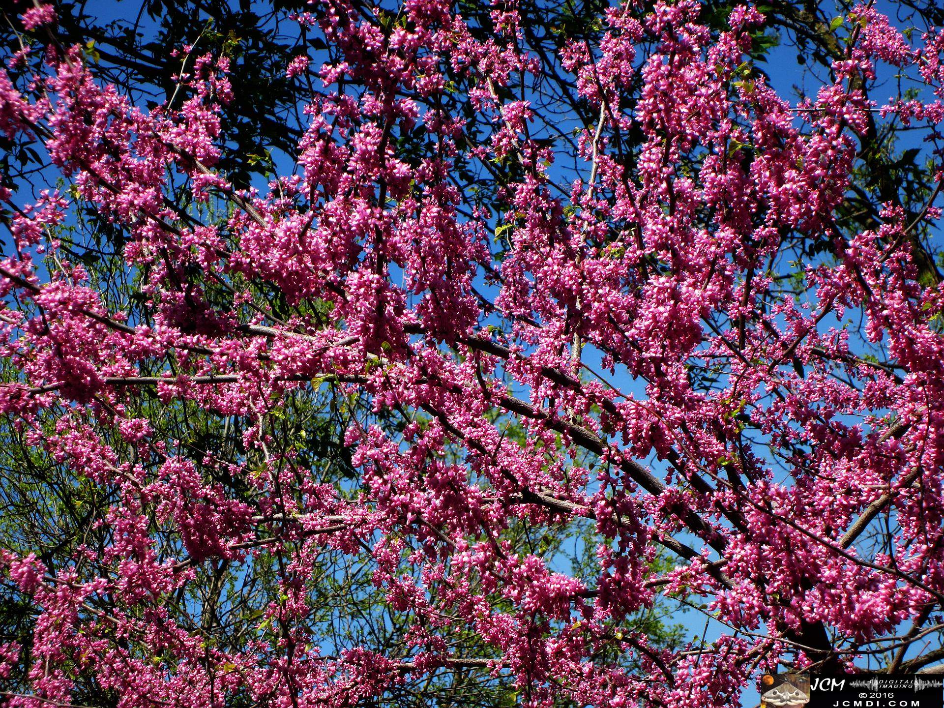 Como Zoo conservatory, MN japanese garden